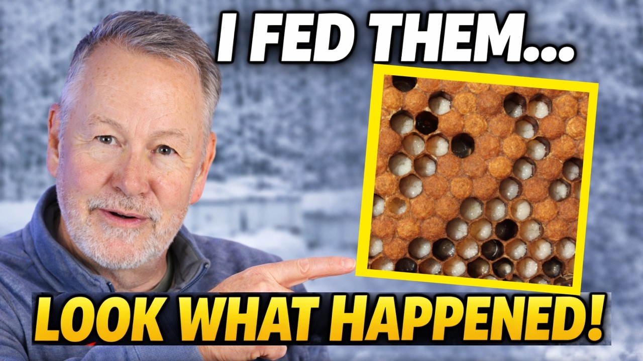 Beekeeping | I Fed My Bees in Winter… 6 Days Later This Happened