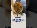【寝たふり】を覚えました🐕#柴犬 #豆柴 #shibainu #犬 #shorts