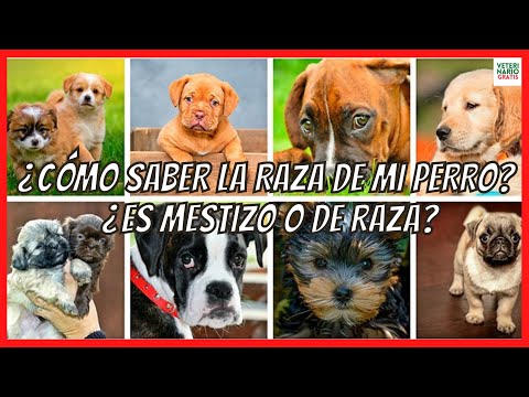 Video: ¿Cómo saber qué raza de perro grande es mi perro callejero?