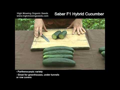 Video: Cucumber Meringue F1: opis, recenzije, karakteristike, karakteristike uzgoja