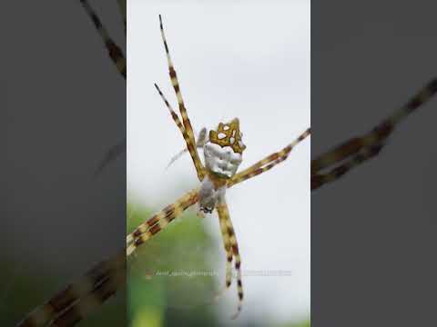 تصویری: آیا argiope keyserlingi سمی است؟