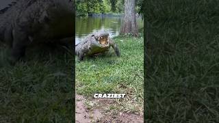 The Ancient Killer That Outlived The Dinosaurs