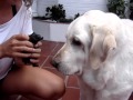 Apresentando a filhote pros cães da casa