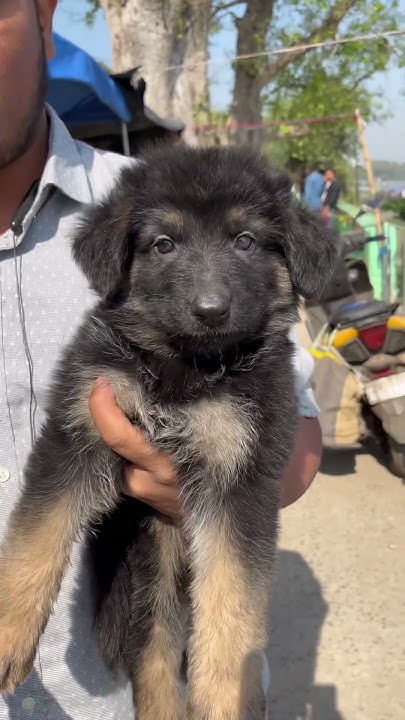 german-shepherd-puppies-sell-low-price-galiff-dog-germanshepred