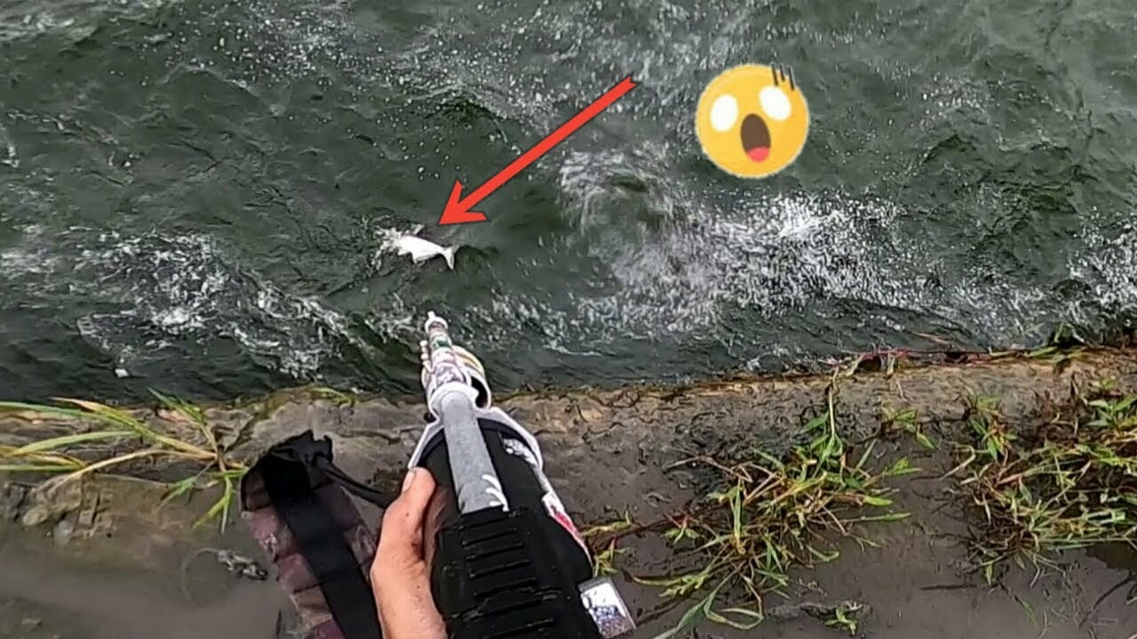 Nembak reaksi Ikan patin di sungai arus deras