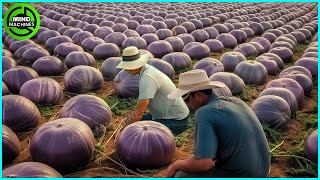 The Most Modern Agriculture Machines That Are At Another Level , How To Harvest Pumkins In Farm