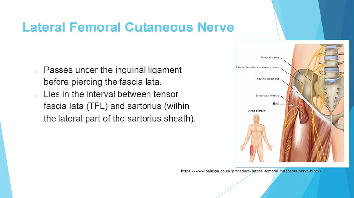 Anatomy 4 (Nerves of the lower extremity)