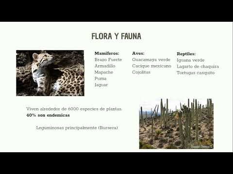 Video: ¿Cuáles son las principales características del bosque caducifolio?