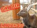 Who can be seen in the same enclosure with sika deer?