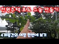 전원주택 마당에 포도 그늘을 만들어보자. 4개월간의 진행과정. 샤인머스켓, 자옥(흑포도).