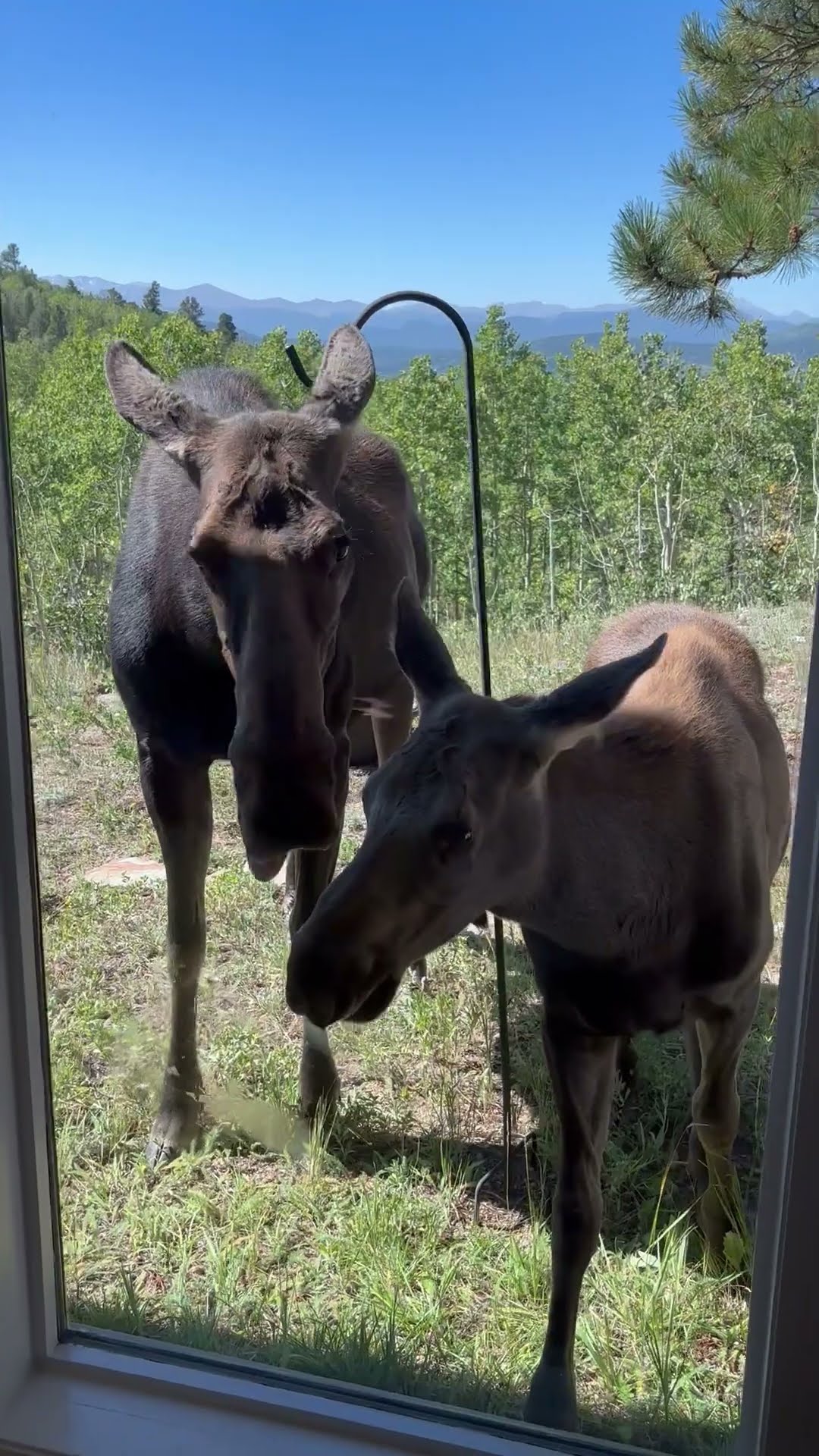 Moose and Calf Visit Airbnb || ViralHog