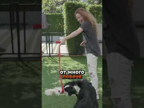 Видео: Как да размажеш счупения крак на кучето