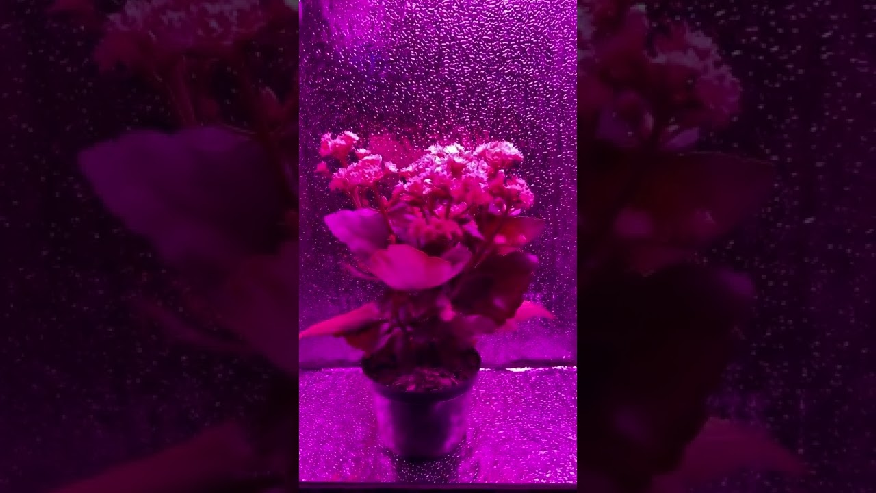 Estufa Secreta Cultivo Indoor Pc Grow - Mari Organic