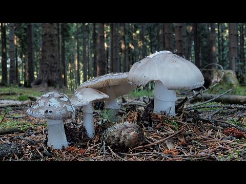 Video: Co způsobuje růst smrkových hub?