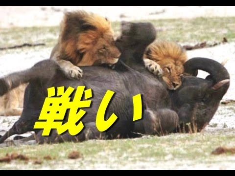 ゾウvsライオン 超バトル 巨象の怒り爆発 赤べこ情報局 ゾウvsライオン 超バトル 巨象の怒り爆発 赤べこ情報局