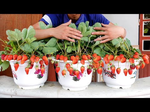वीडियो: कैमारोसा स्ट्रॉबेरी क्या है - केमेरोसा स्ट्रॉबेरी उगाने के लिए टिप्स