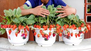 Growing Strawberries from seeds, tips for growing Strawberries on the balcony with many fruits