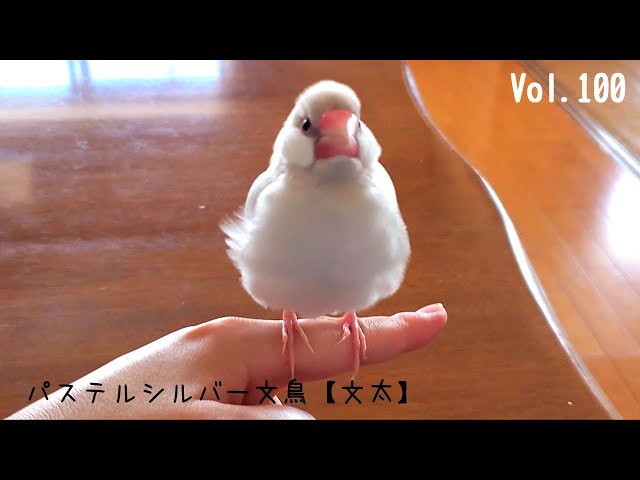 文鳥の鳴き声 パステルシルバー文鳥 文太
