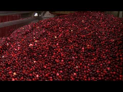 Video: Cranberry Blanks