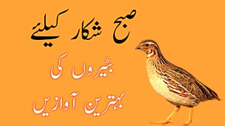 Batair ki awaz subah shikar k leye | quail hunting sound | quail best hunting sound