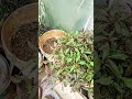 🌱#napabna#garden#shorts#vivasayam#gardening#vivasayi#plants#greens#