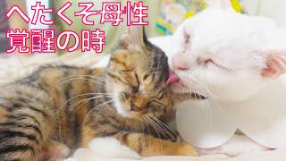 お姉さん猫、へたくそ母性に目覚める The motherhood awaken