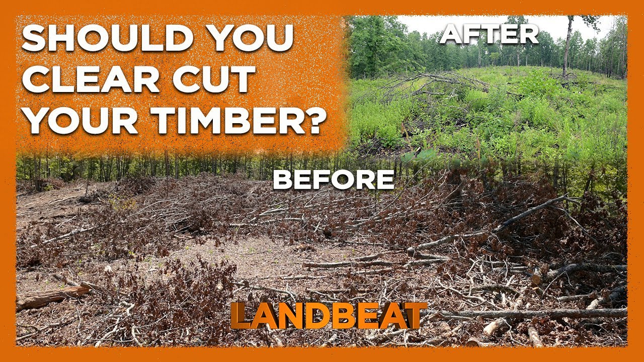 What Happens When You Clear Cut for Deer?