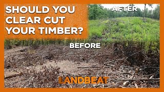 What Happens When You Clear Cut for Deer?
