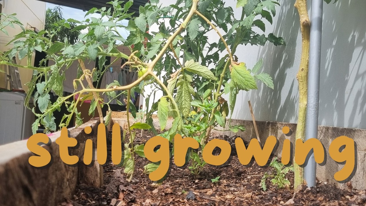 rebuilding a garden in dry heat (what actually works here)
