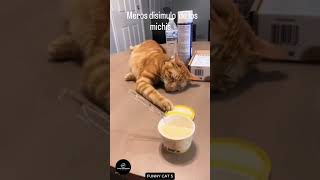 Funny cats