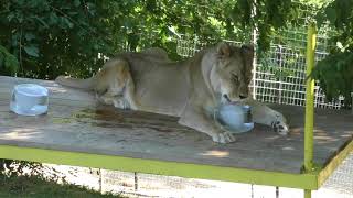 Lioness Enjoys Popsicle on Hot Day