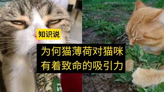 为何猫薄荷对猫咪有着致命的吸引力  知识说