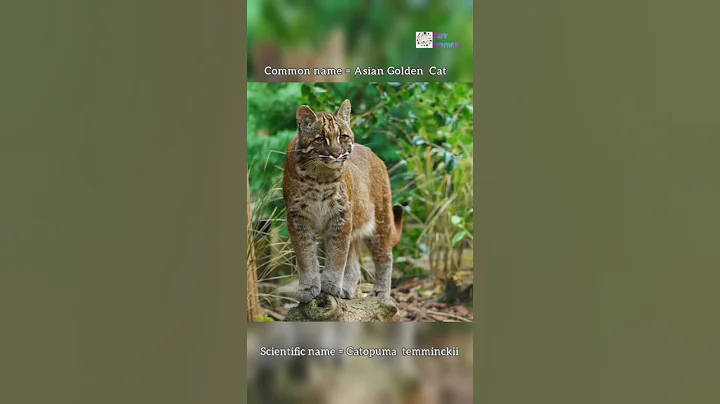 Video 4931251: asian golden cat