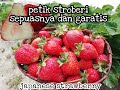 PETIK STRAWBERRY DI JEPANG DENGAN GRATIS #stroberijepang #japanesestrawberry