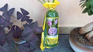 Este Foarte Important De Știut Luna În Care Se Plantează Trandafirii Sau Pomii Fructiferi.