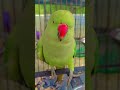 parrot 🦜🦜 #parrotlover #parrotloversfamily #tranding #popular #viralreels .