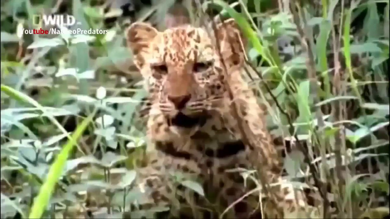 National Geographic Documentary|The Leopards documentaries|Wildlife