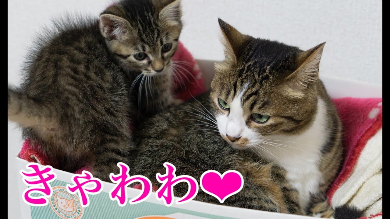 超絶癒し かわいい 猫ちゃん 大集合 もふもふ 3 猫動画まとめ