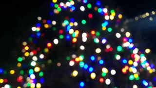 Red Bank Riverside Gardens Christmas Tree Lights 2023