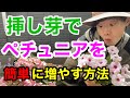 【成功率100%】誰でもできるペチュニアの増やし方!たくさん増えます!【挿し芽】【園芸】【ガーデニング 】【挿し木】