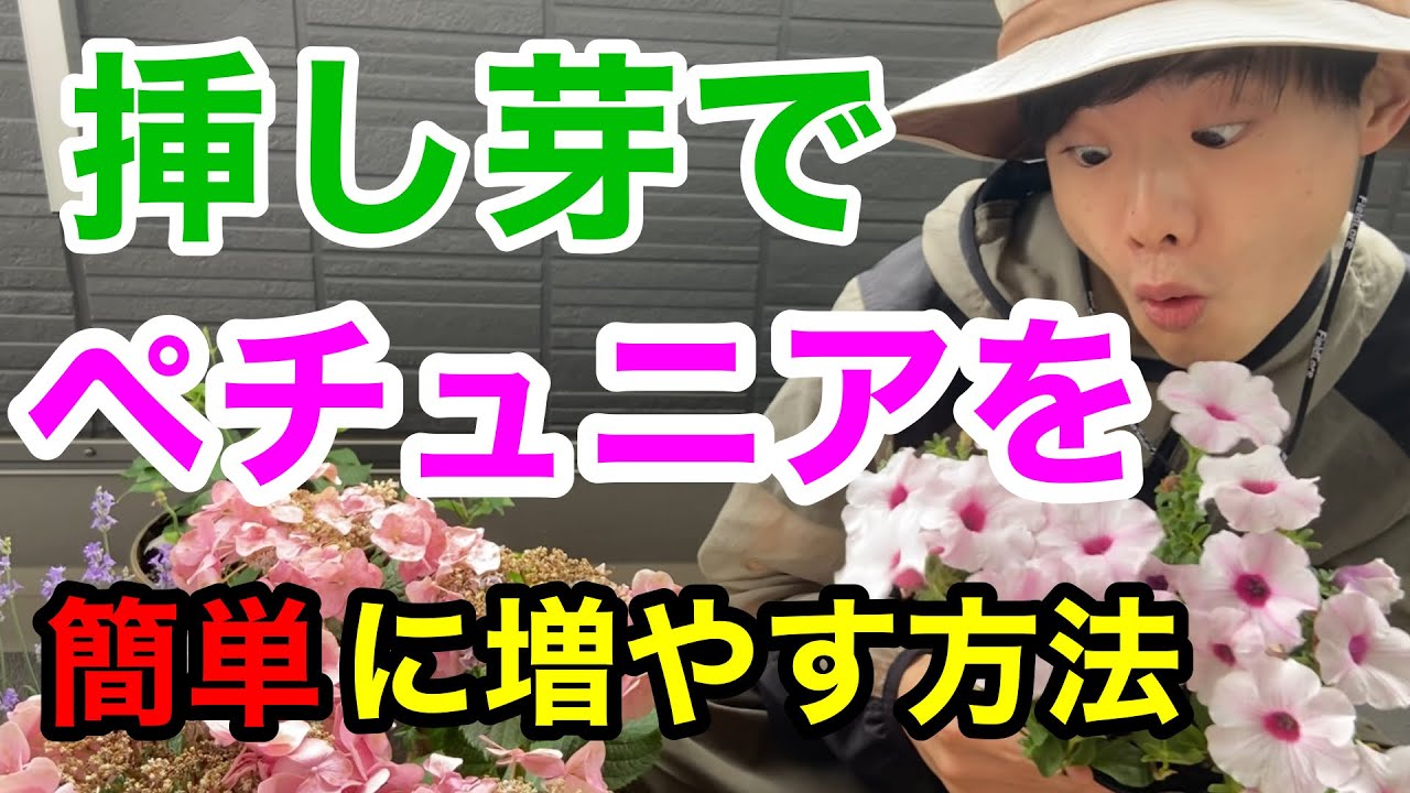 成功率100 誰でもできるペチュニアの増やし方 たくさん増えます 挿し芽 園芸 ガーデニング 挿し木 Youtube