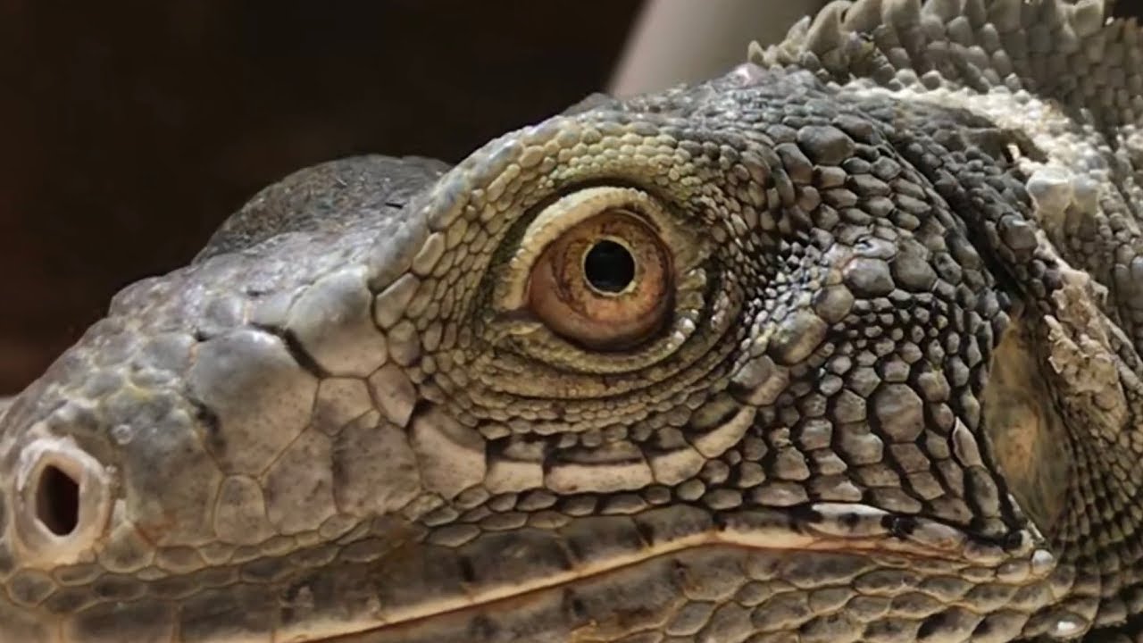 This Lizard Wouldn’t Leave Us Alone - Aruba - Day 4 - YouTube