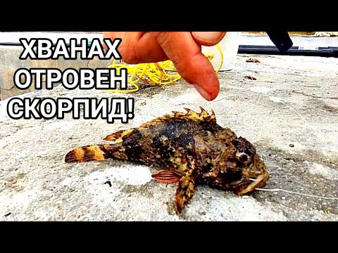 Видео: Парализа при кучета