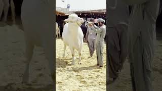 Karachi Cow Mandi 😍  Kamran Samman Cattle Farm Latest update #cow #bull #cattleworld #animals