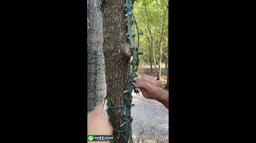 The Unlimited Uses of TreE-Z® Wrap