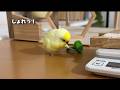 【爆笑】今日もひなちゃんが独特な遊び方をしています｜インコのの圧が強め