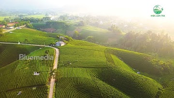 TRÀ TÂN CƯƠNG THÁI NGUYÊN - TRÀ XANH THÁI NGUYÊN