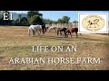 E1 life on an arabian horse farm