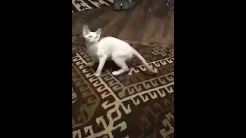 Video 949081: siamese oriental kittens, siamese kitten playing, kitten cream