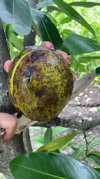 Big Mango From Indonesia #mango